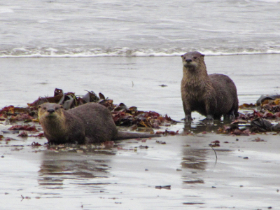 Close up of Two River Otters who had just emerged from the surf at Rialto Beach