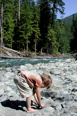 Boy picking up river rocks with a restored Olympic National Park river in the background