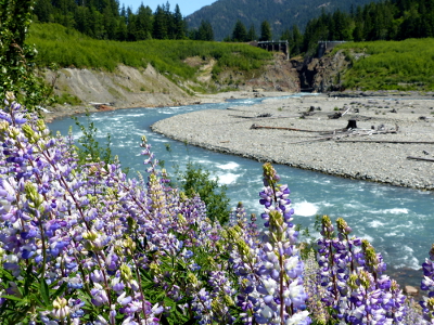 Pale purple riverbank lupine sway in the breeze above the clear blue Elwha River as is flows towards Glines Canyon in Olympic National Park