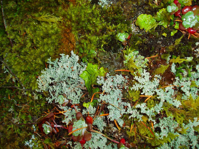 Close-up of the micro-flora growing on rock that includes moss, lichen, and a vascular plant (Stonecrop) 