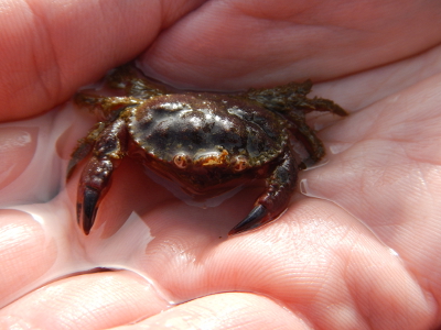Close-up of an Olympic National Park Pygmy Rock Crab sitting in a pool of water in a person's hand