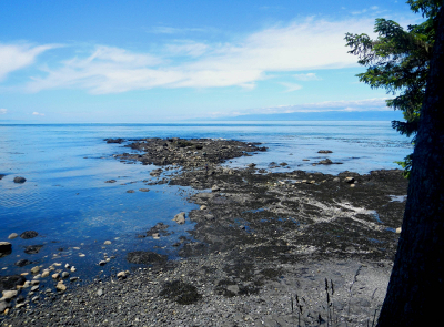 View of tidepool habitat, Strait of Juan de Fuca, and British Columbia