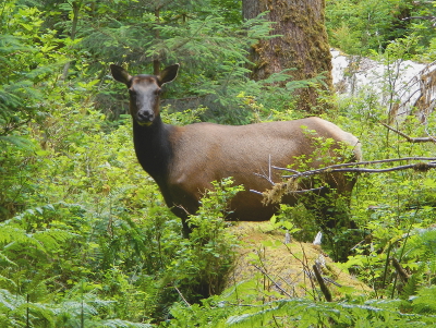 A large female elk poses over a nurse log while browsing for wild food near the Spruce Nature trail