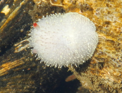 Rufus Tipped Nudibranch is a good descriptive name for this lovely white sea slug