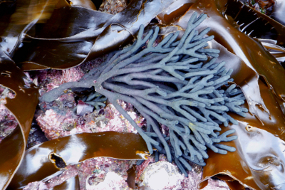 Sea Staghorn Seaweed is purple-colored and resembles a sponge