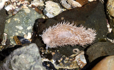 The Shaggy Mouse has closely spaced certata that make it appear like a rug