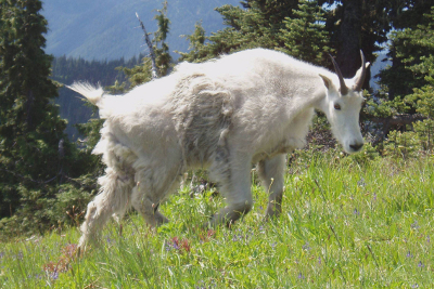 Close-up of a Mountain Goat walking through subalpine wildflowers with some winter fur still clinging to its body