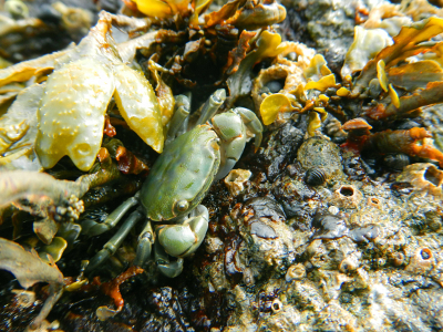 The Green Shore Crab feeds on green algae