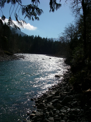 Elwha River framed by a Western Redcedar tree sets the scene for a great Experience Olympic tour