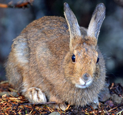 Close-up frontal view of a brown Snowshoe Hare that reveals its large hind feet
