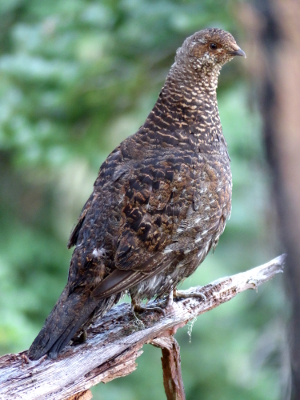 Close up of a female Sooty Grouse, who was making soft contact calls to her young as they foraged in the Washington State meadow below her