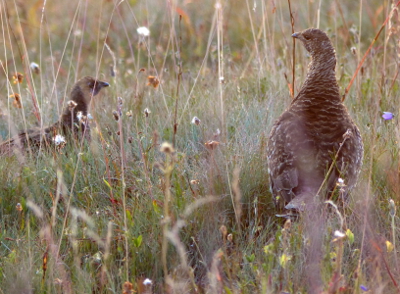 Close-up at dusk of a Sooty Grouse as seen while hiking