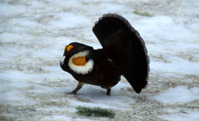 The courtship display of a male Sooty Grouse shows his bare yellow throat bordered by white features and a yellow wattle over his eye
