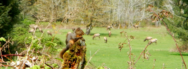 A Douglas Squirrel sits in the foreground on the apex of a decomposing tree with a herd of Roosevelt Elk grazing in the background