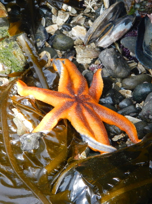 An orange eight-legged starfish with a purple stripe on top sits on rocks and kelp at low tide