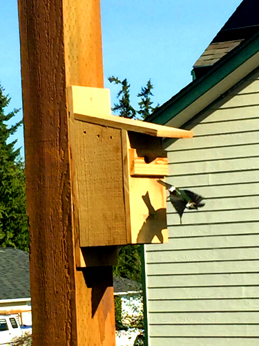 A violet-green swallow flies out of a nest box constructed by members of the Olympic Peninsula Audubon Society