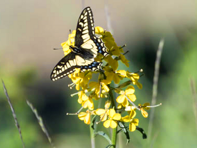 A yellow, black, white, and blue swallowtail butterfly alights atop the yellow Western Wallflower
