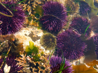 A tidepool in Olympic National Park is full of purple urchins and also includes two smaller green urchin