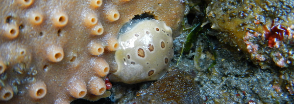 A Sea Slug with leopard-like spots has clearly eaten a hole in the sponge where it is sitting on a rock
