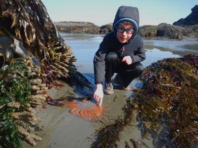 A boy tentatively touching a starfish in an Olympic tidepool between two rocky outcroppings laden with seaweed on the Olympic Peninsula