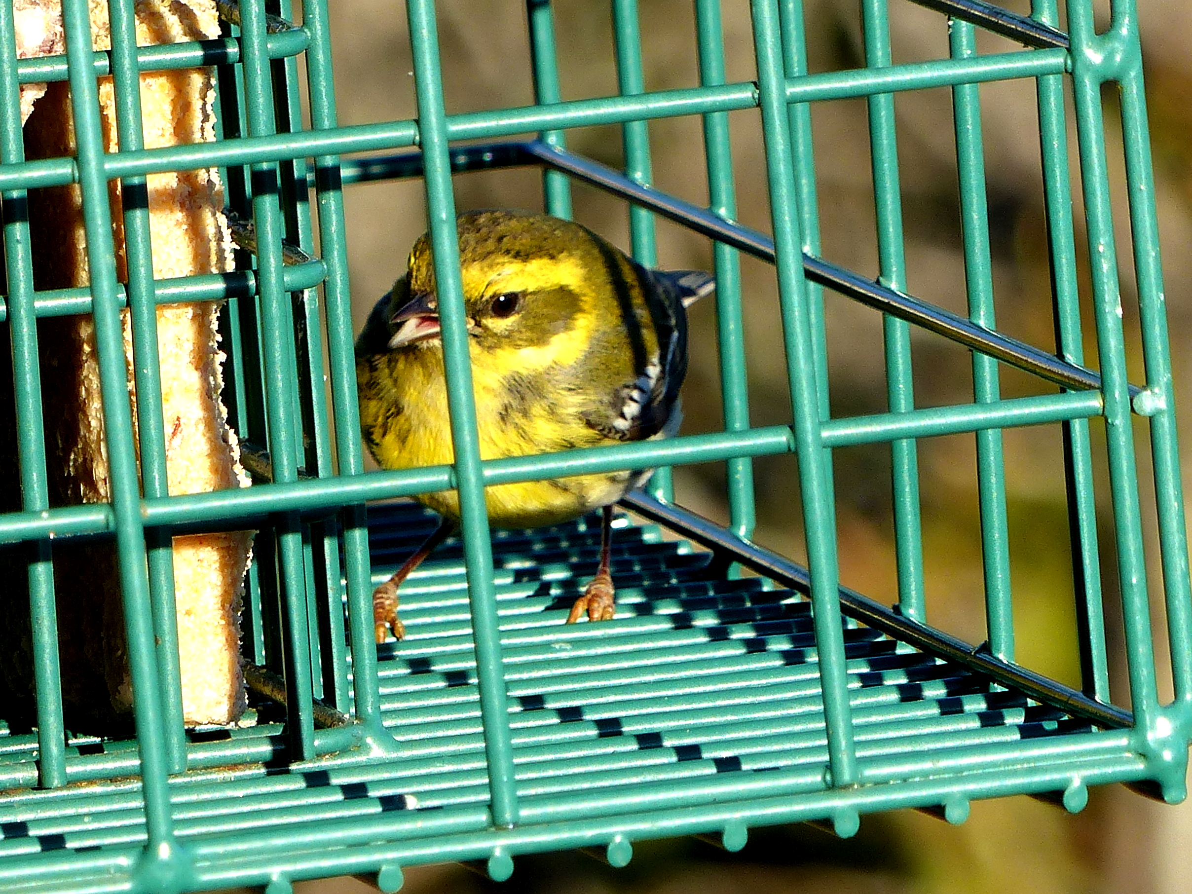 A female Townsend's Warbler feeds from suet inside a feeder that looks like a cage