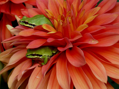 Two bright green Northern Pacific Tree Frogs looking out from between the petals of a large pink and yellow dahlia