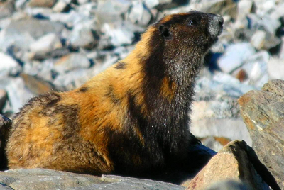 A close-up of an Olympic Marmot in an alert position showing off its cinnamon mottled fur coat