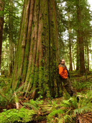 A hiker leans his back against an old-growth Western Cedar tree in a old growth forest