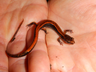 Closeup of a Western Redback Salamander in the palms of a participant's hand