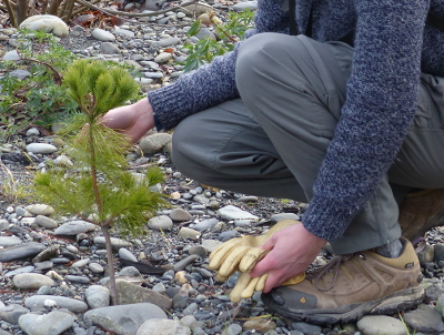 A person gently holds on to a small White Pine tree, which is growing on a rocky surface